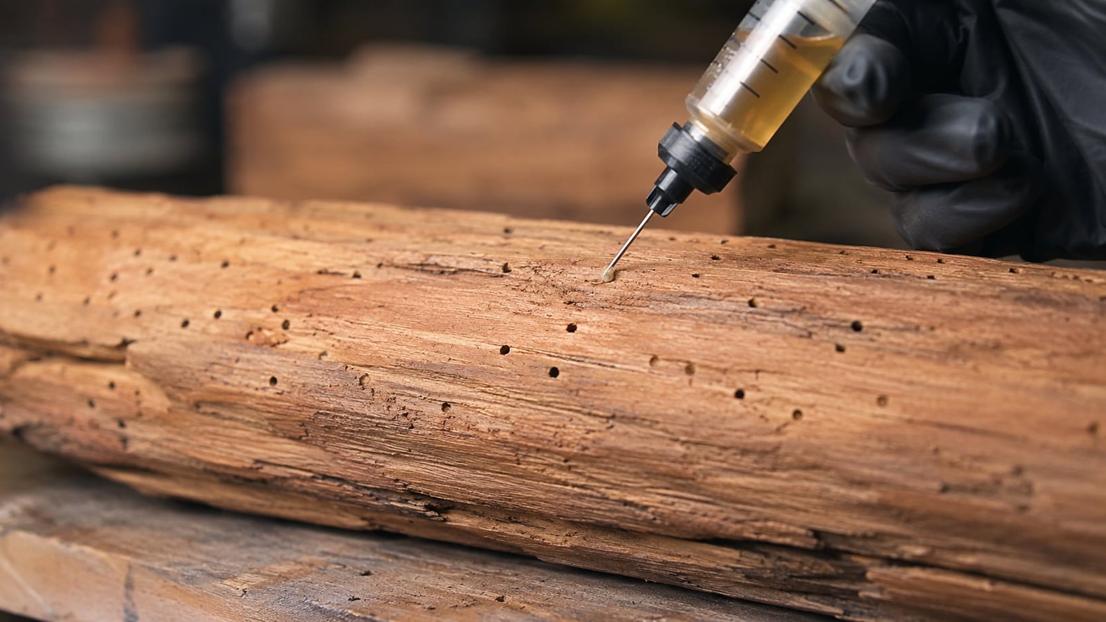 Treatment of Woodworm How Much Does It Cost